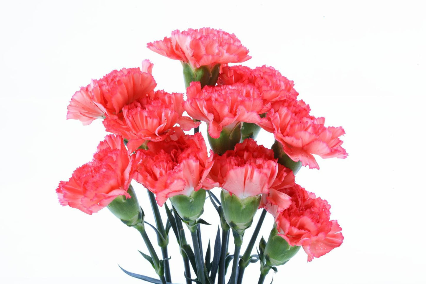 Carnations- 5 Stems - Image 1