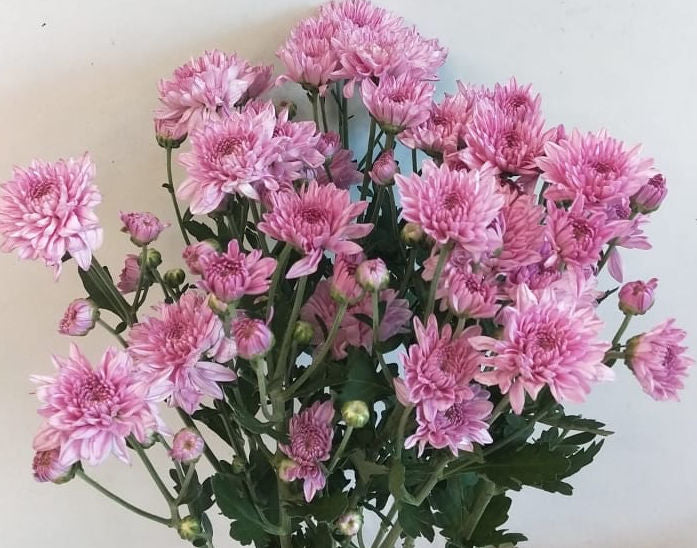 Spray Daisy / Spray Chrysanthemums- 2 Stems - Image 1