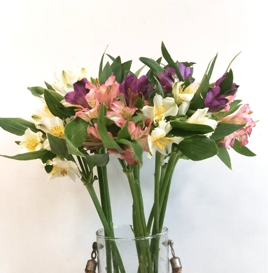 Mixed Alstroemeria- 10 Stems - Image 1