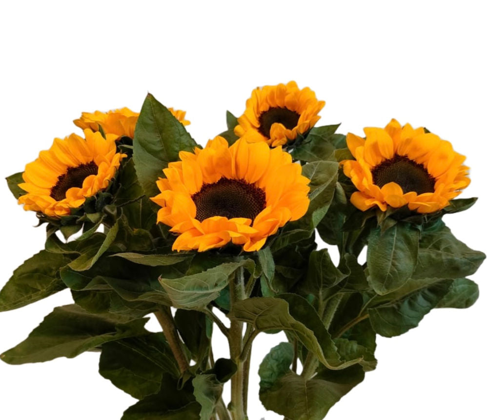 Sunflower- 1 Stem - Image 1
