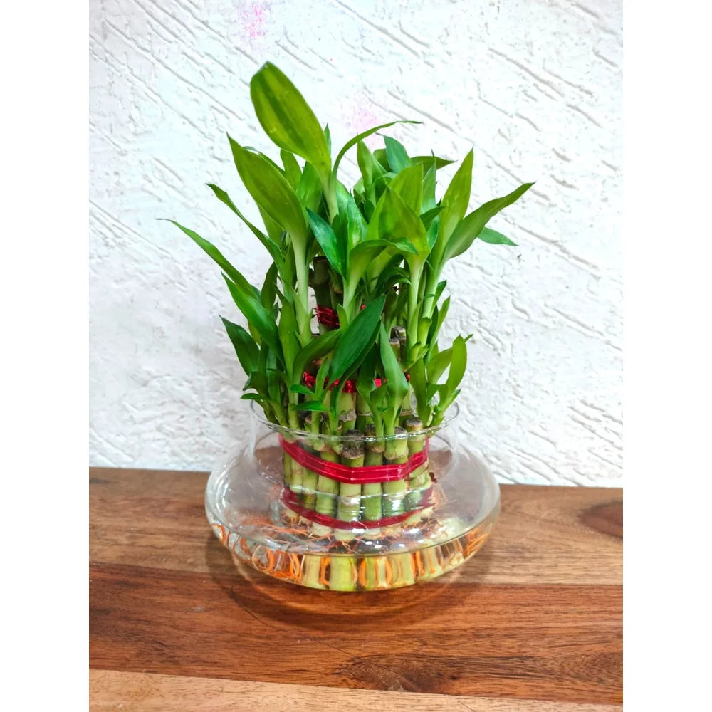Three Layered Lucky Bamboo