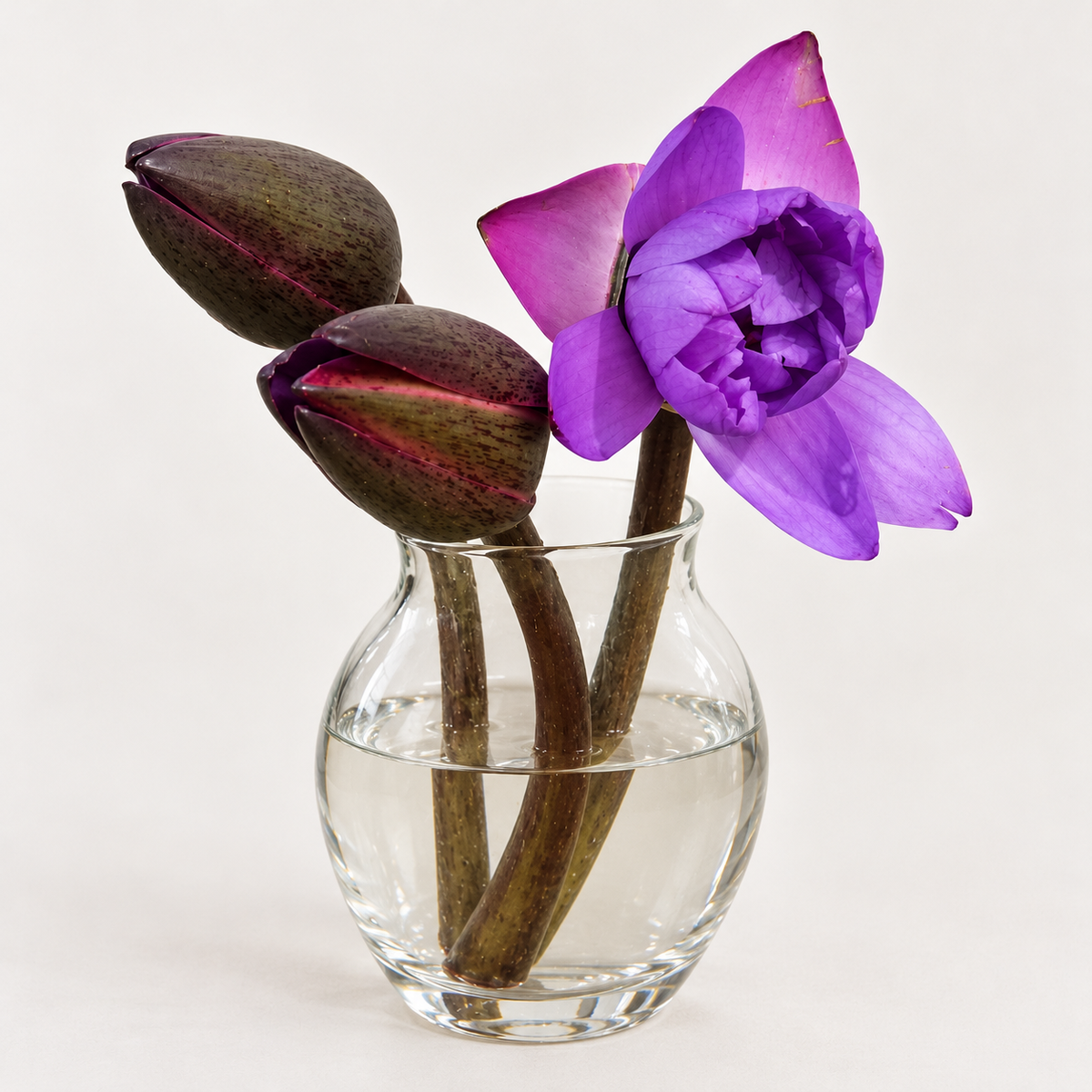 Neel Kamal/Blue Lotus