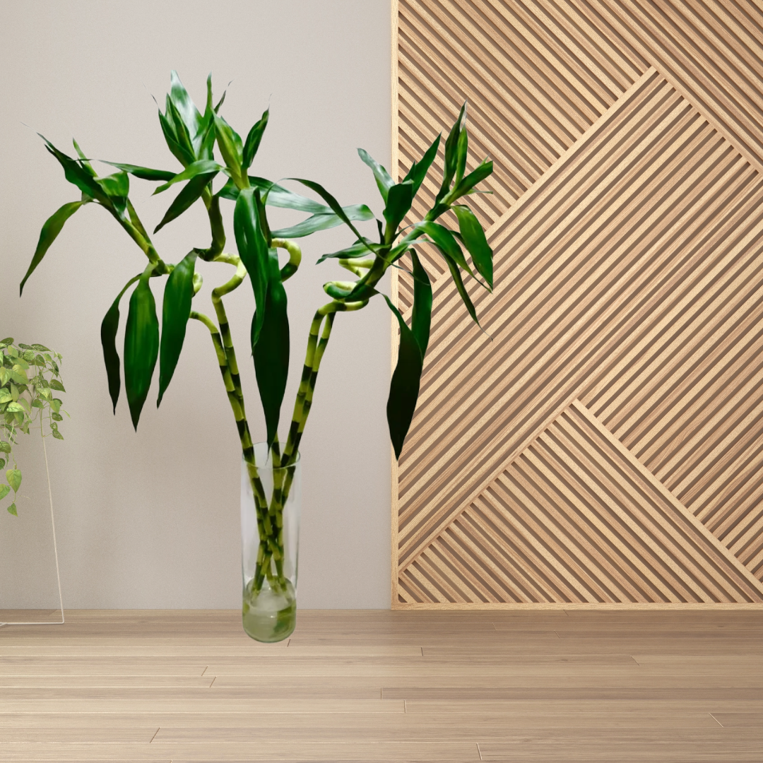 Lucky Spiral Bamboo – Bring My Flowers