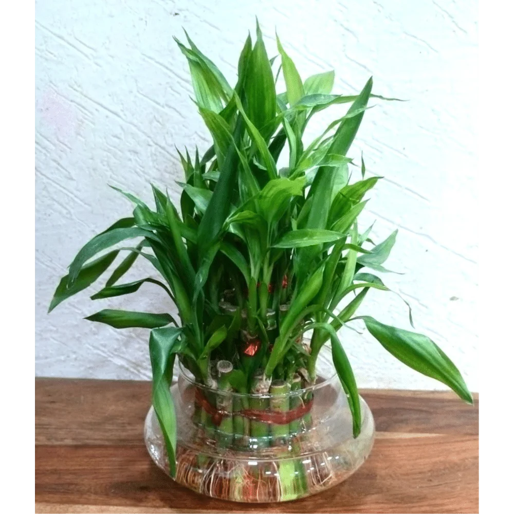 Three Layered Lucky Bamboo