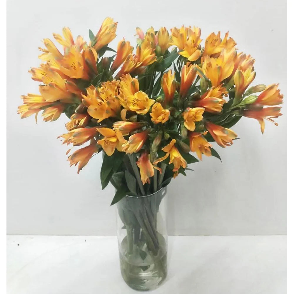 Alstroemeria- 10 Stems