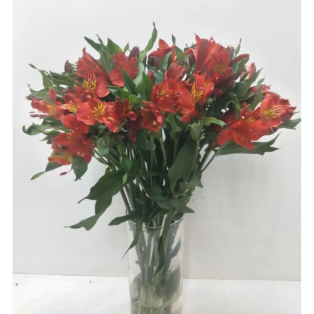 Alstroemeria- 10 Stems