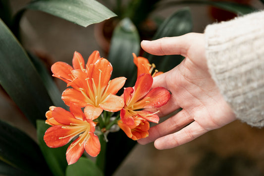 The Complete Guide to Caring for Fresh Flowers After Home Delivery.