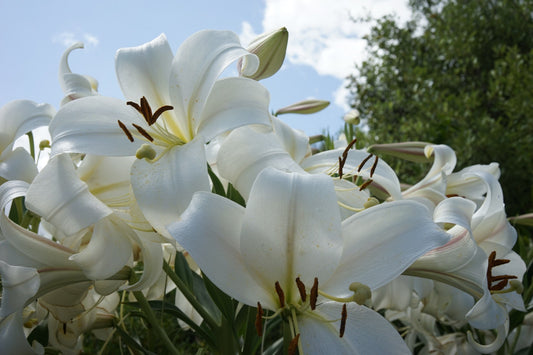 How to Care for Lilies After They Arrive at Your Home