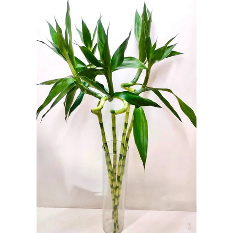 Lucky Bamboo