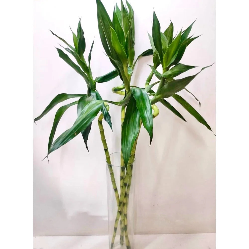 Lucky Spiral Bamboo