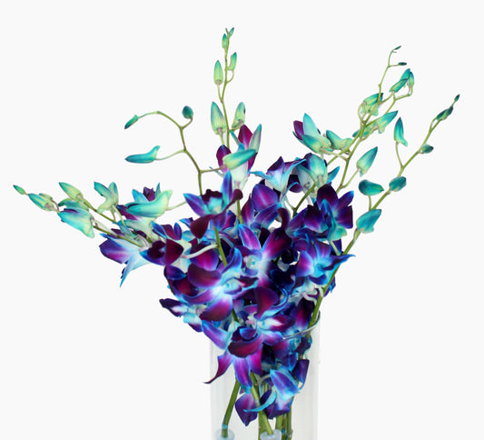 Orchids- 2 Stems - Image 1