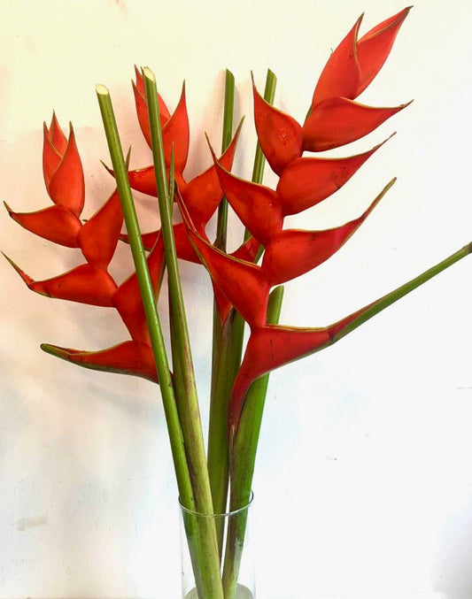 Heliconia- 1 Stem - Image 1