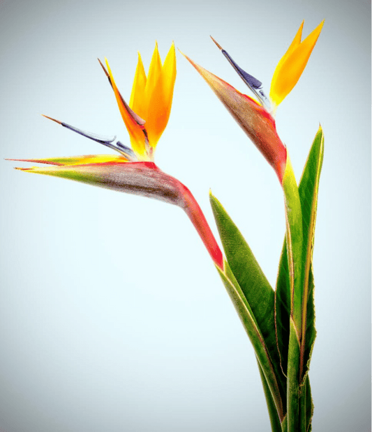 Birds of Paradise- 1 Stem - Image 1