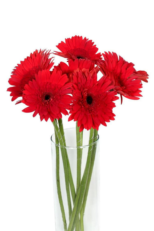 Gerbera- 5 Stems - Image 1