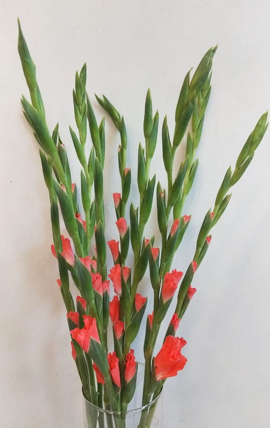 Gladioli - 5 Stems - Image 1