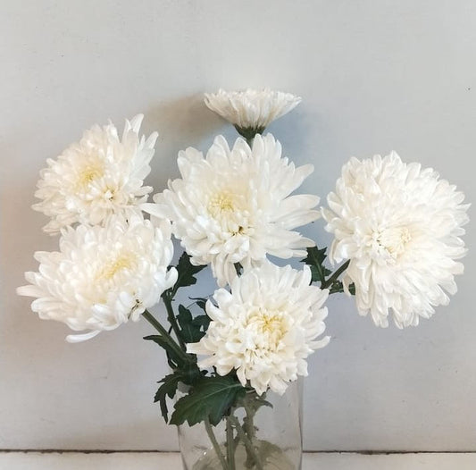 Chrysanthemum / Guldawari - 5 Stems - Image 1