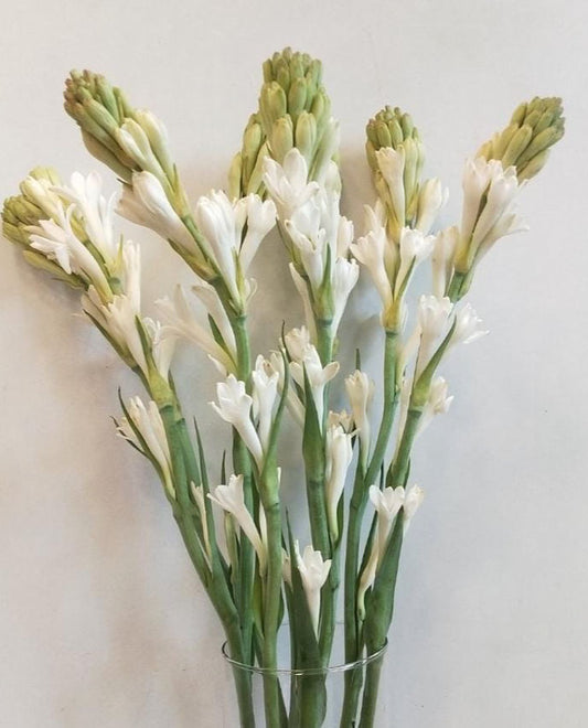Rajnigandha/ Tuberose- 5 Stems - Image 1