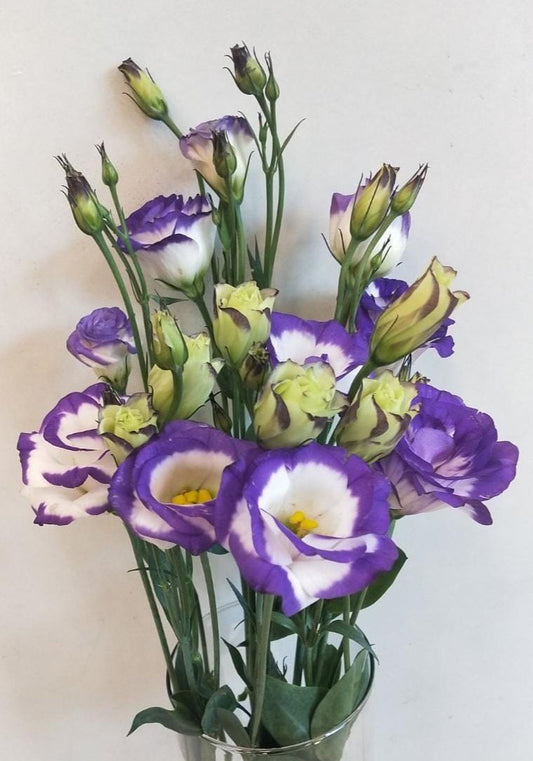 Eustoma/ Lisianthus- 2 Stems - Image 1