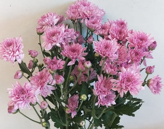 Spray Daisy / Spray Chrysanthemums- 2 Stems - Image 1