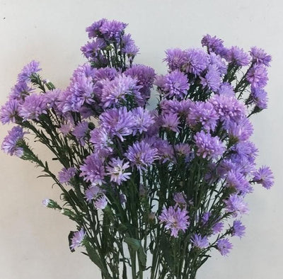 Blue Daisy/ Aster-2 Stems