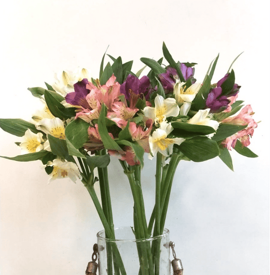Mixed Alstroemeria- 10 Stems - Image 1