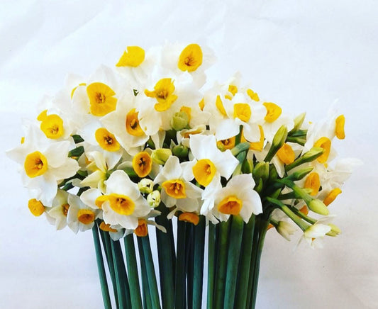 Fragrant Nargis/ Daffodils - Image 1