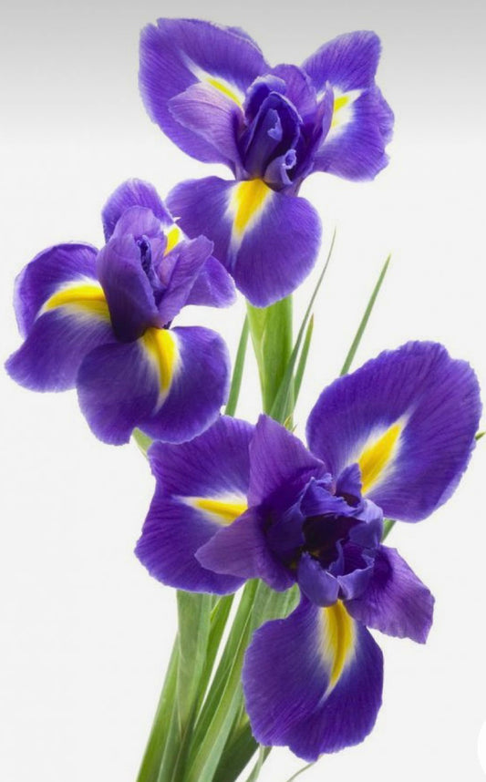 Iris - Image 1