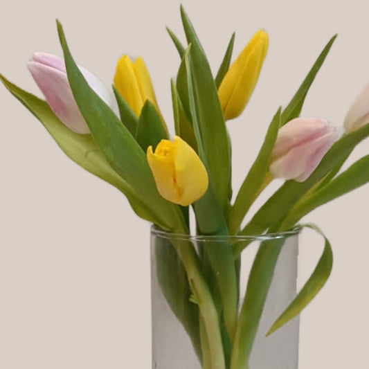 Tulips-8 stems - Image 1