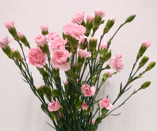 Spray Carnations- 10 Stems - Image 1