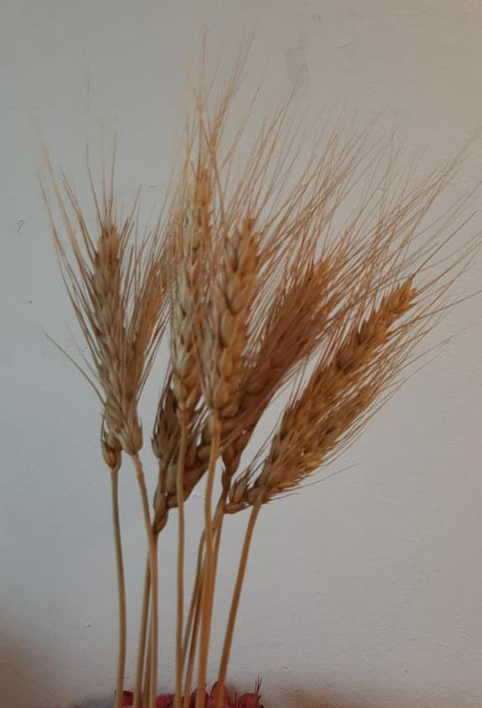 Dry Natural Wheat- 10 Stems - Image 1