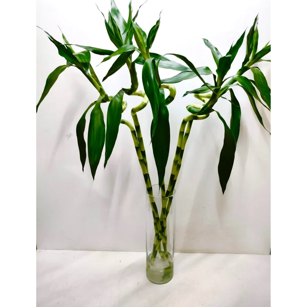 Lucky Spiral Bamboo