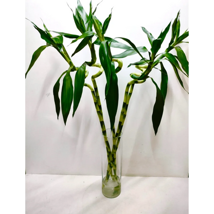 Lucky Spiral Bamboo