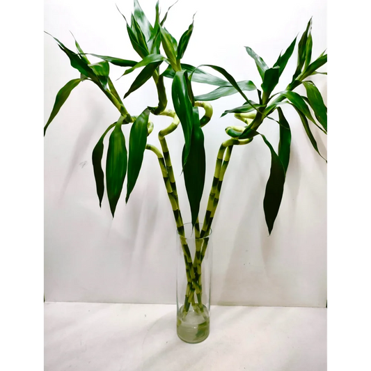 Lucky Spiral Bamboo