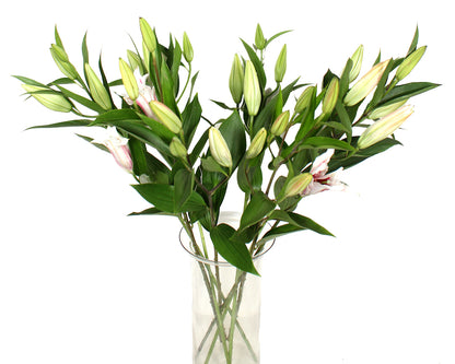 Fragrant Oriental Lily- One Stem