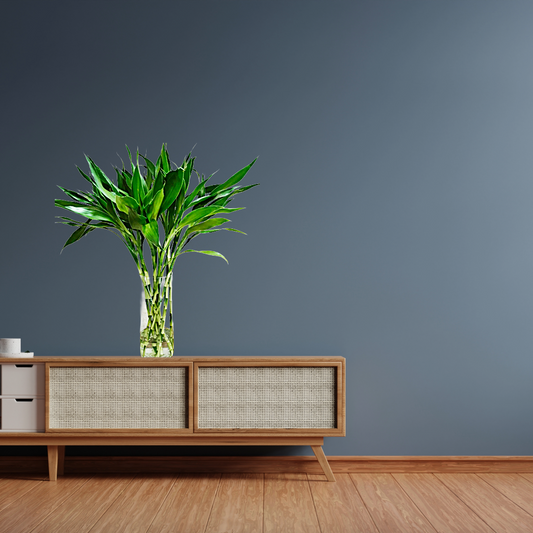 Straight Lucky Bamboo -10 Stems