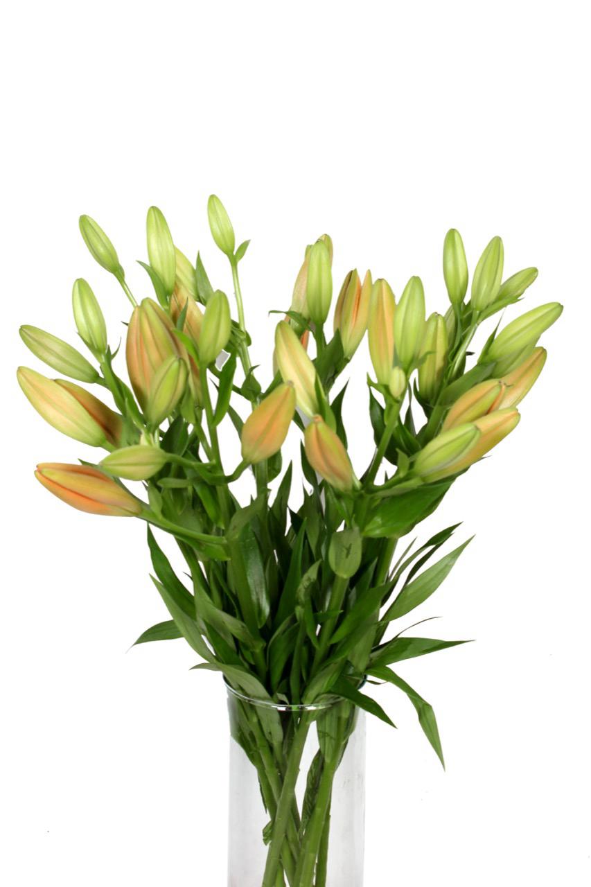 Asiatic Lily- One Stem