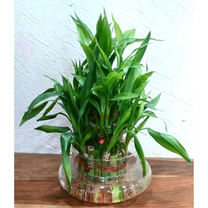 Three Layered Lucky Bamboo