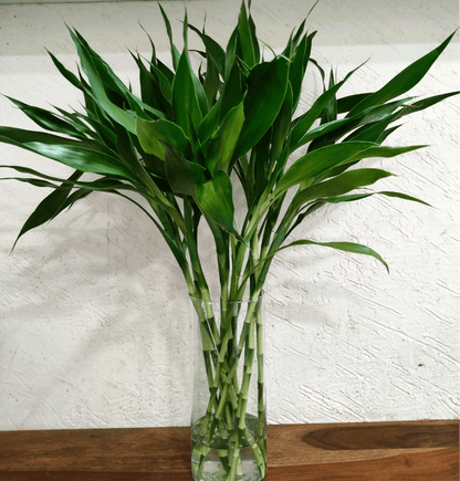 Straight Lucky Bamboo -10 Stems