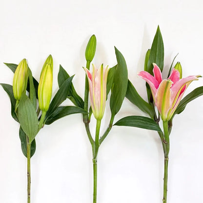 Fragrant Oriental Lily- One Stem