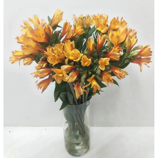 Alstroemeria- 10 Stems